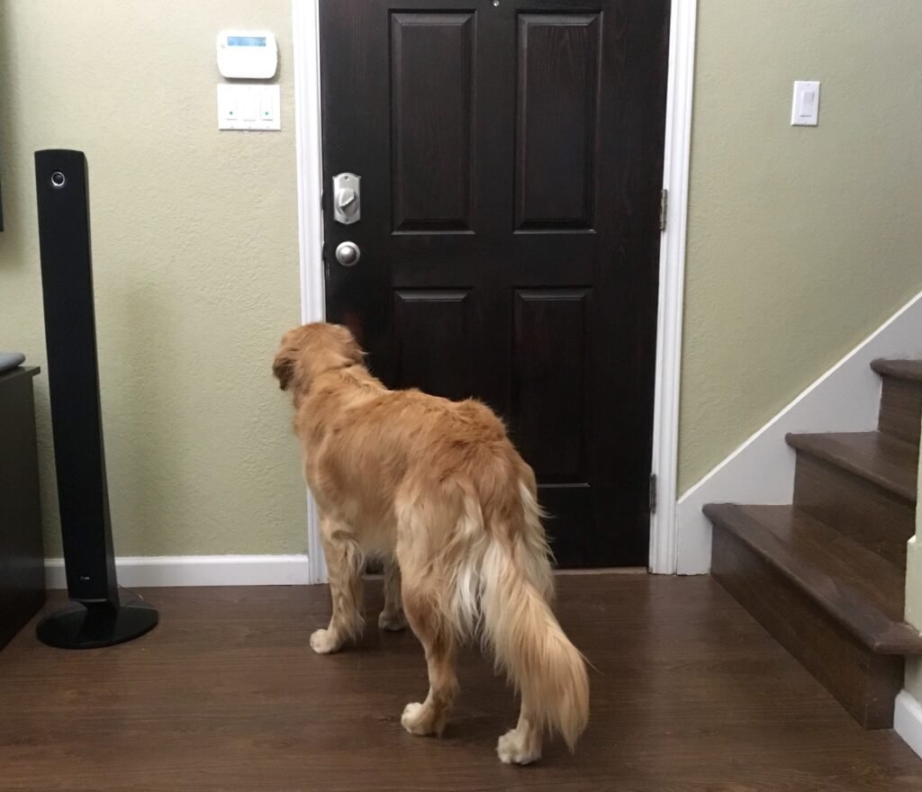 Chien seul devant une porte claquée